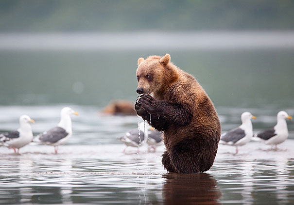 funny-bears-doing-human-things-7