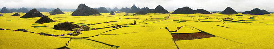 Canola Flower Fields, China 2
