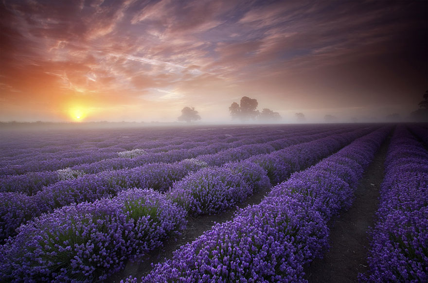 Lavender Fields, UK and France 1