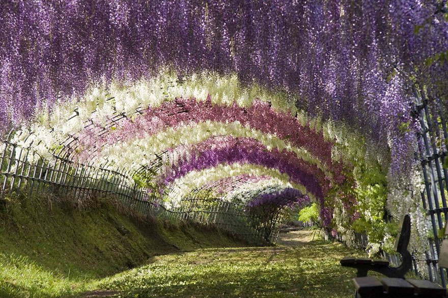 Wisteria Flower Tunnel in Japan 1