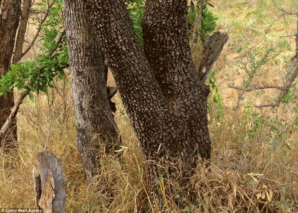 1 vaevumärgatav leopard