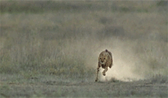 Kui gepard jookseb, liigutab ta oma saba, et tühistada inerts kurvis ja vähendada pöördemomenti