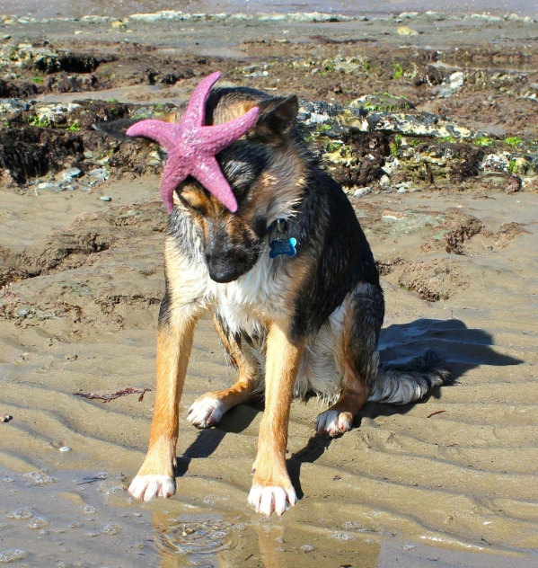 Meritähe rünnak või roosa tähtmüts
