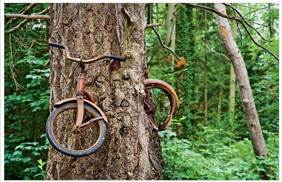 Puu, mis kasvab ümber hüljatud jalgratta