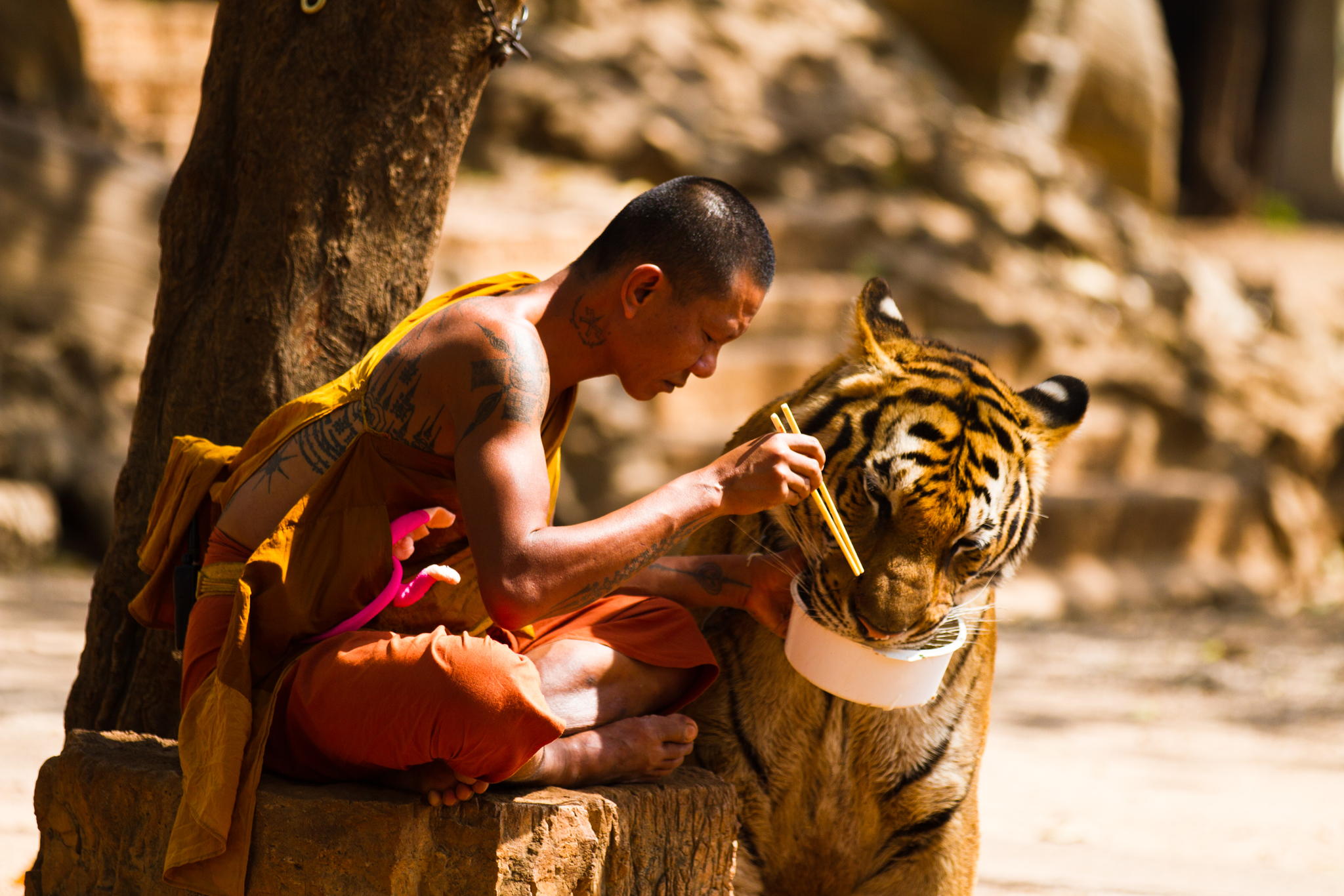 #4 Budistlik munk jagab oma einet tiigriga. Kanchanaburi tiigritempel, Tai Kuningriik.