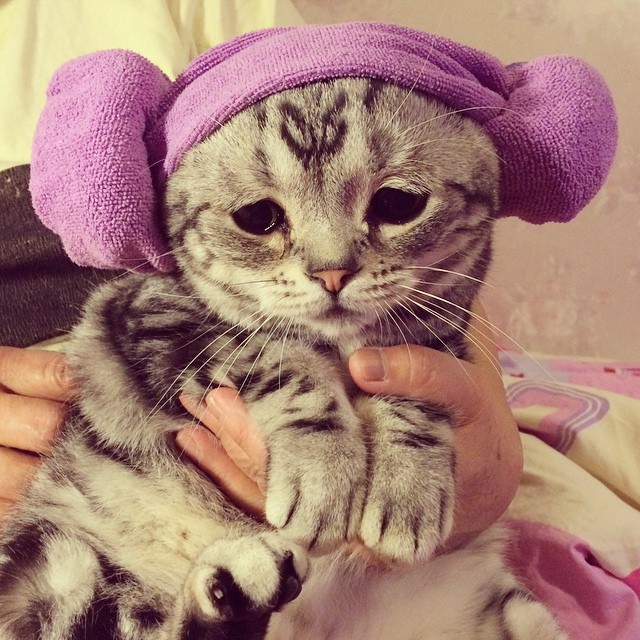 kurb kass 10