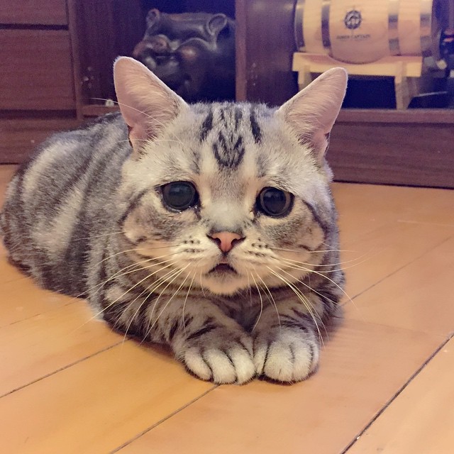 kurb kass 14