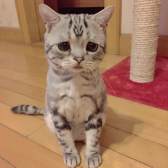 kurb kass 6